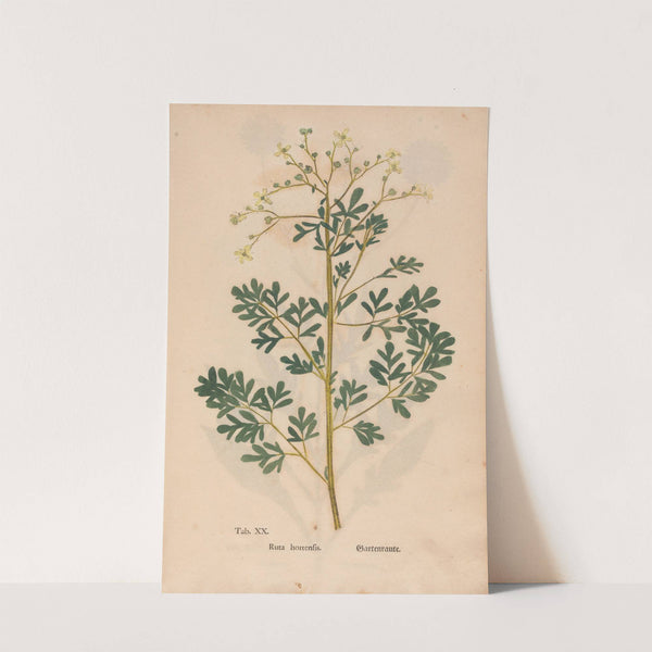 Ectypa vegetabilium Pl.020 (1760-1764) by Christian Gottlieb Ludwig