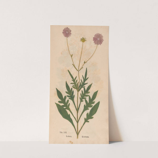 Ectypa vegetabilium Pl.021 (1760-1764) by Christian Gottlieb Ludwig