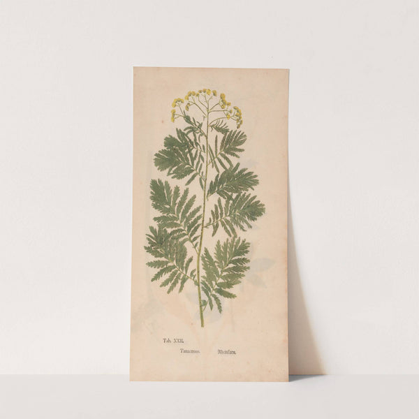Ectypa vegetabilium Pl.022 (1760-1764) by Christian Gottlieb Ludwig