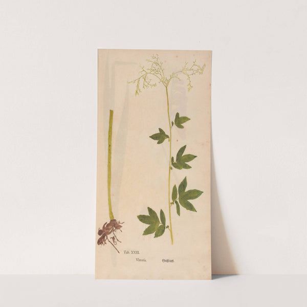 Ectypa vegetabilium Pl.023 (1760-1764) by Christian Gottlieb Ludwig