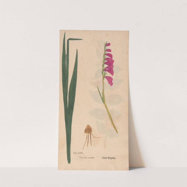 Ectypa vegetabilium Pl.024 (1760-1764) by Christian Gottlieb Ludwig