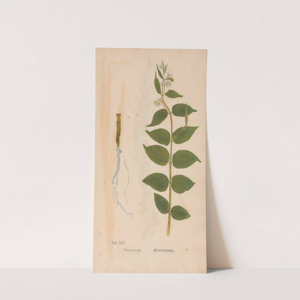 Ectypa vegetabilium Pl.025 (1760-1764) by Christian Gottlieb Ludwig