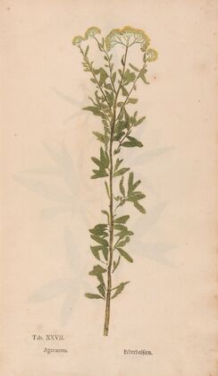 Ectypa vegetabilium Pl.027 (1760-1764)