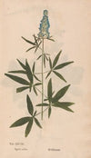 Ectypa vegetabilium Pl.028 (1760-1764)