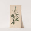 Ectypa vegetabilium Pl.028 (1760-1764) by Christian Gottlieb Ludwig
