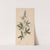 Ectypa vegetabilium Pl.028 (1760-1764) by Christian Gottlieb Ludwig