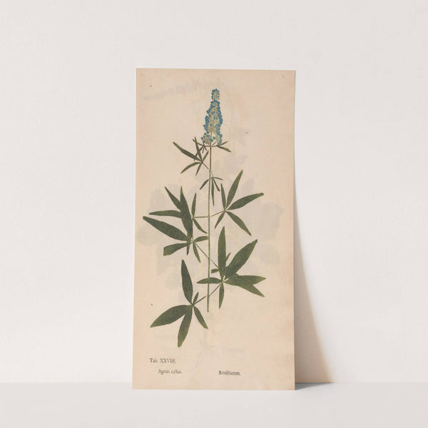 Ectypa vegetabilium Pl.028 (1760-1764) by Christian Gottlieb Ludwig
