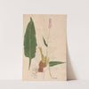 Ectypa vegetabilium Pl.031 (1760-1764) by Christian Gottlieb Ludwig