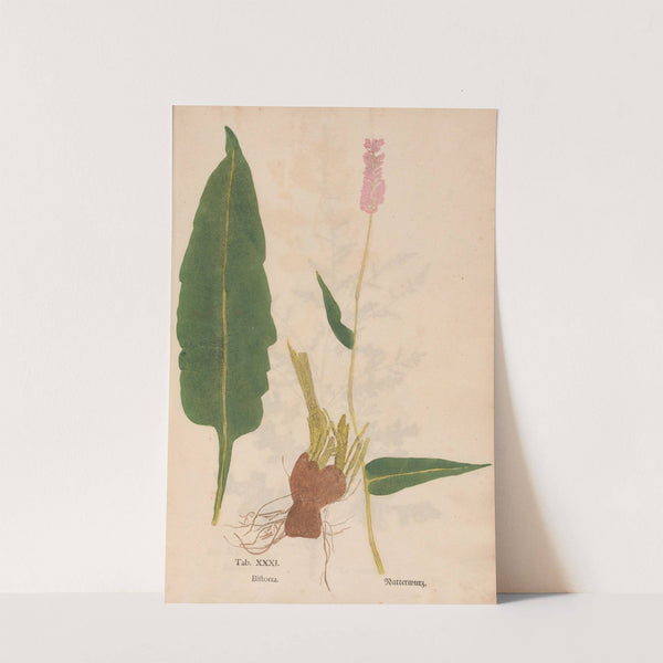 Ectypa vegetabilium Pl.031 (1760-1764) by Christian Gottlieb Ludwig