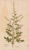 Ectypa vegetabilium Pl.032 (1760-1764)