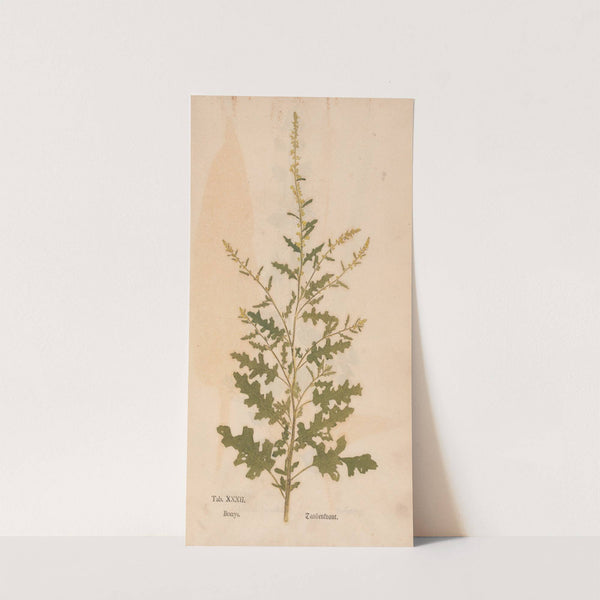 Ectypa vegetabilium Pl.032 (1760-1764) by Christian Gottlieb Ludwig