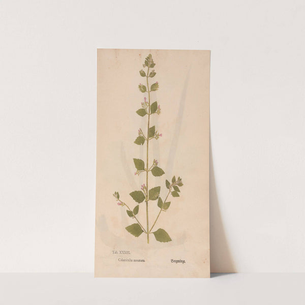 Ectypa vegetabilium Pl.033 (1760-1764) by Christian Gottlieb Ludwig