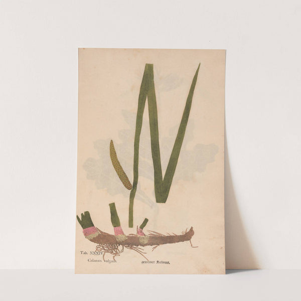 Ectypa vegetabilium Pl.034 (1760-1764) by Christian Gottlieb Ludwig