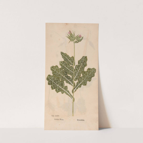 Ectypa vegetabilium Pl.035 (1760-1764) by Christian Gottlieb Ludwig