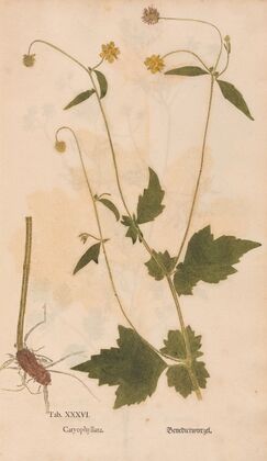 Ectypa vegetabilium Pl.036 (1760-1764)