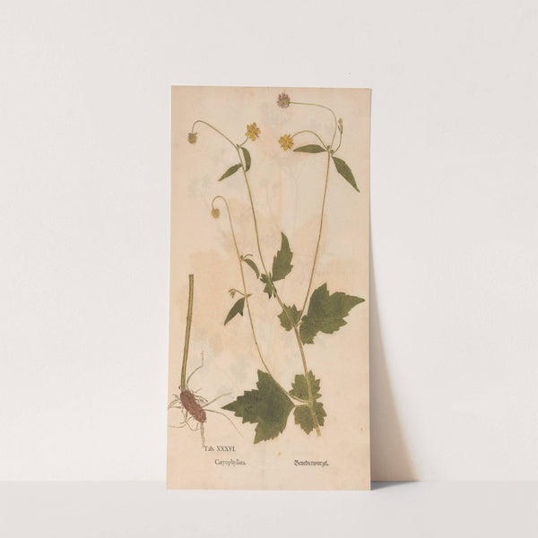 Ectypa vegetabilium Pl.036 (1760-1764) by Christian Gottlieb Ludwig