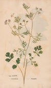 Ectypa vegetabilium Pl.037 (1760-1764)