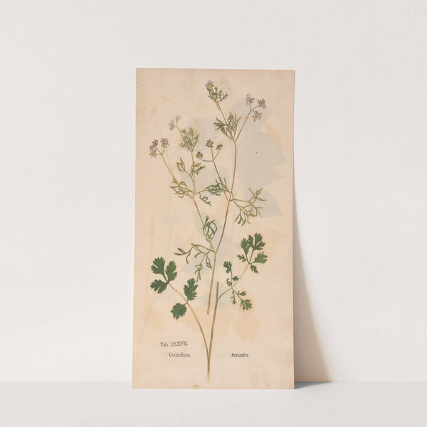 Ectypa vegetabilium Pl.037 (1760-1764) by Christian Gottlieb Ludwig