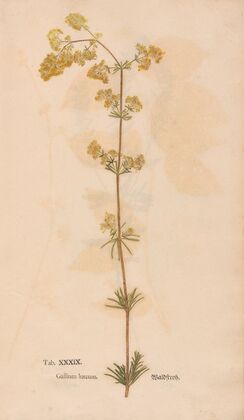 Ectypa vegetabilium Pl.039 (1760-1764)