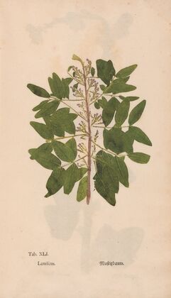Ectypa vegetabilium Pl.041 (1760-1764)