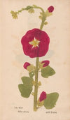 Ectypa vegetabilium Pl.042 (1760-1764)