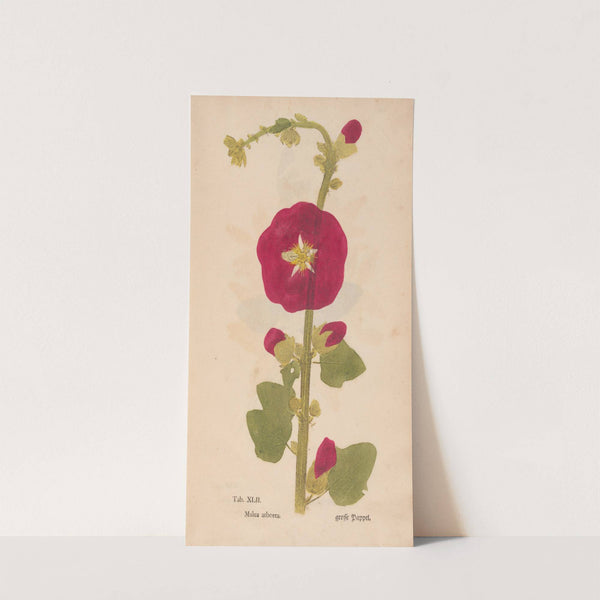 Ectypa vegetabilium Pl.042 (1760-1764) by Christian Gottlieb Ludwig