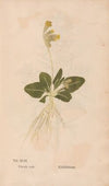 Ectypa vegetabilium Pl.043 (1760-1764)