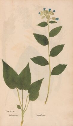 Ectypa vegetabilium Pl.045 (1760-1764)