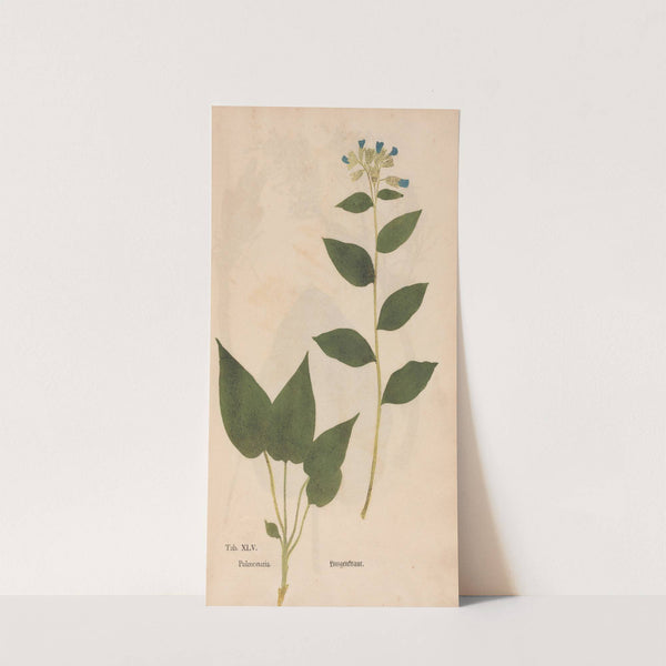Ectypa vegetabilium Pl.045 (1760-1764) by Christian Gottlieb Ludwig