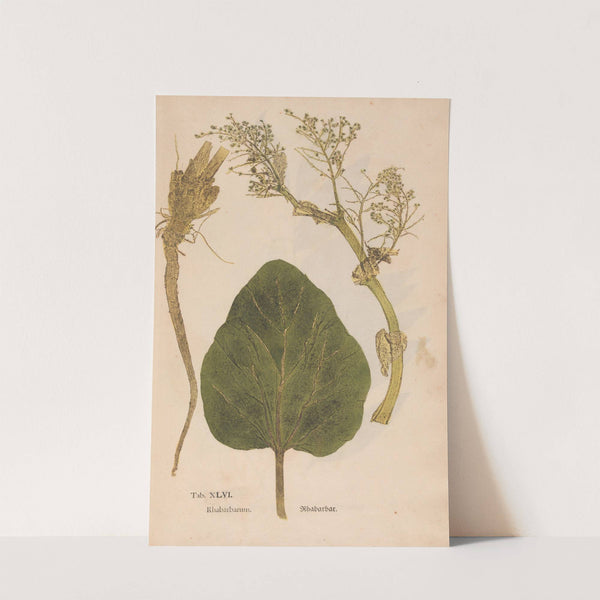 Ectypa vegetabilium Pl.046 (1760-1764) by Christian Gottlieb Ludwig