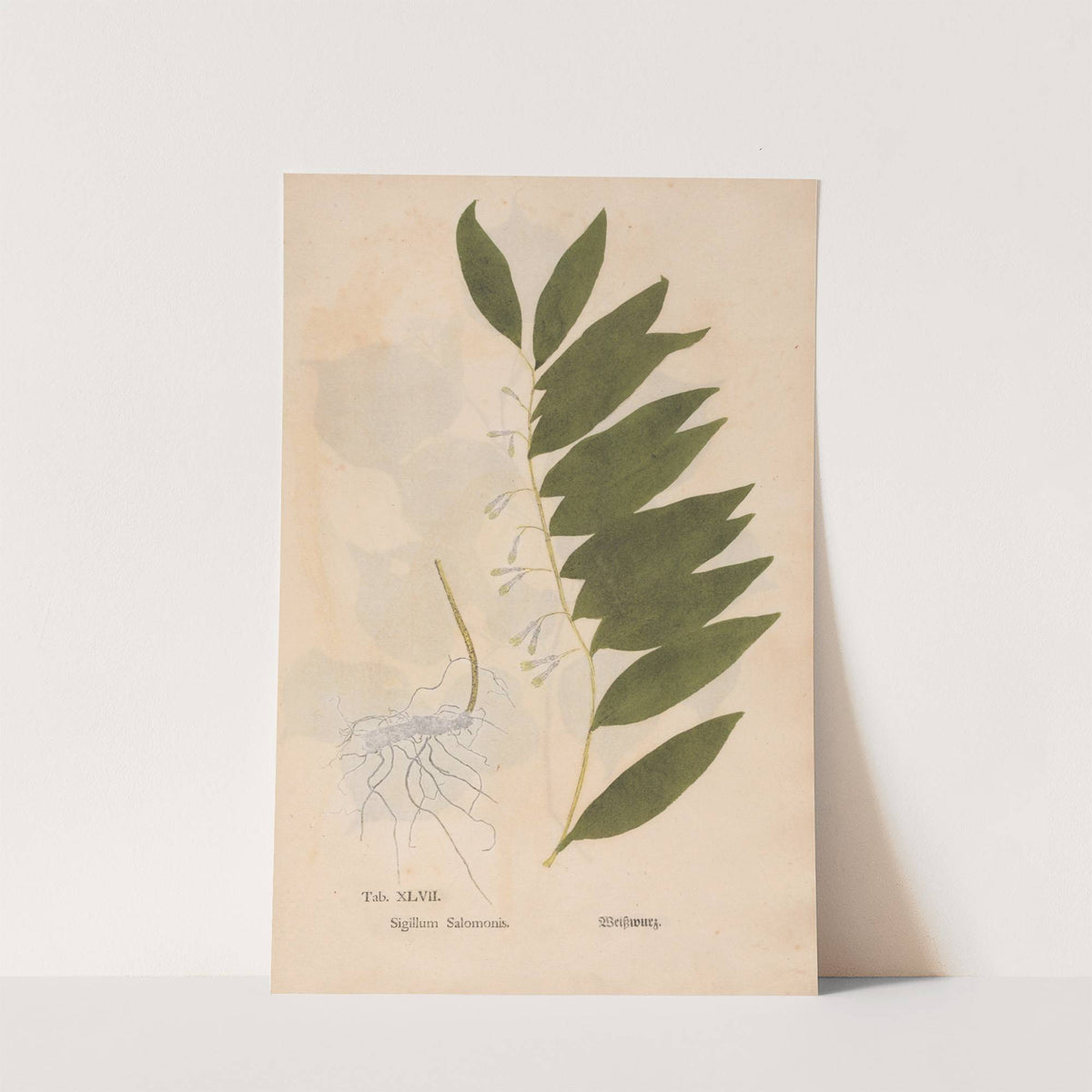 Ectypa vegetabilium Pl.047 (1760-1764) by Christian Gottlieb Ludwig