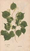 Ectypa vegetabilium Pl.048 (1760-1764)