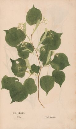 Ectypa vegetabilium Pl.048 (1760-1764)