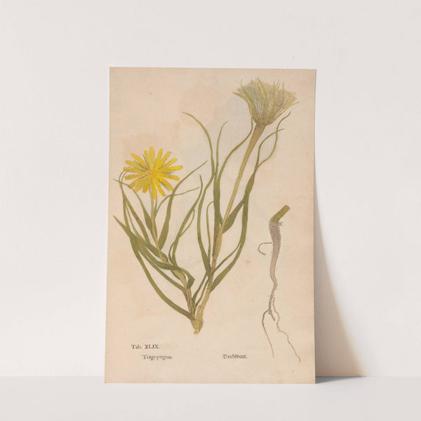 Ectypa vegetabilium Pl.049 (1760-1764) by Christian Gottlieb Ludwig