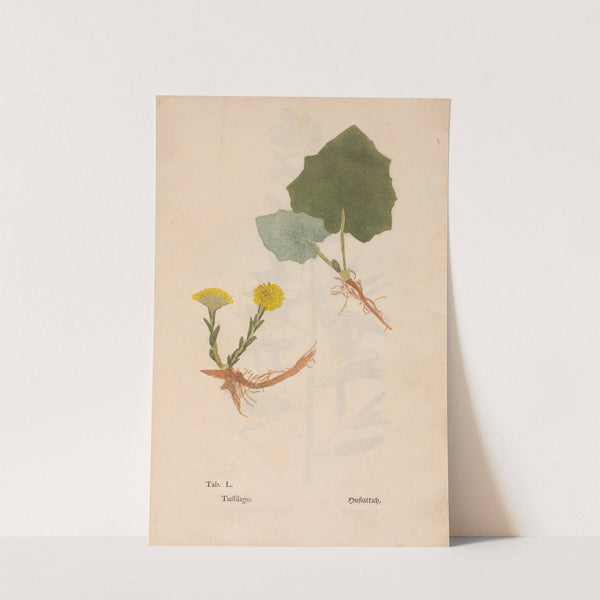 Ectypa vegetabilium Pl.050 (1760-1764) by Christian Gottlieb Ludwig