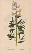 Ectypa vegetabilium Pl.051 (1760-1764)