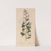 Ectypa vegetabilium Pl.051 (1760-1764) by Christian Gottlieb Ludwig