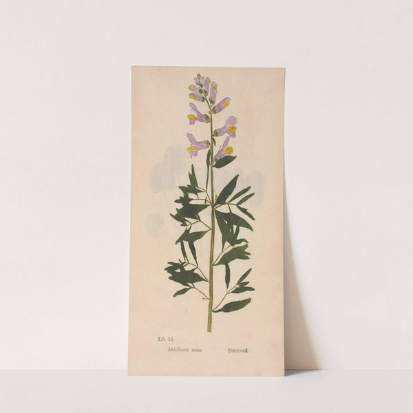Ectypa vegetabilium Pl.051 (1760-1764) by Christian Gottlieb Ludwig