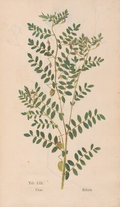 Ectypa vegetabilium Pl.053 (1760-1764)