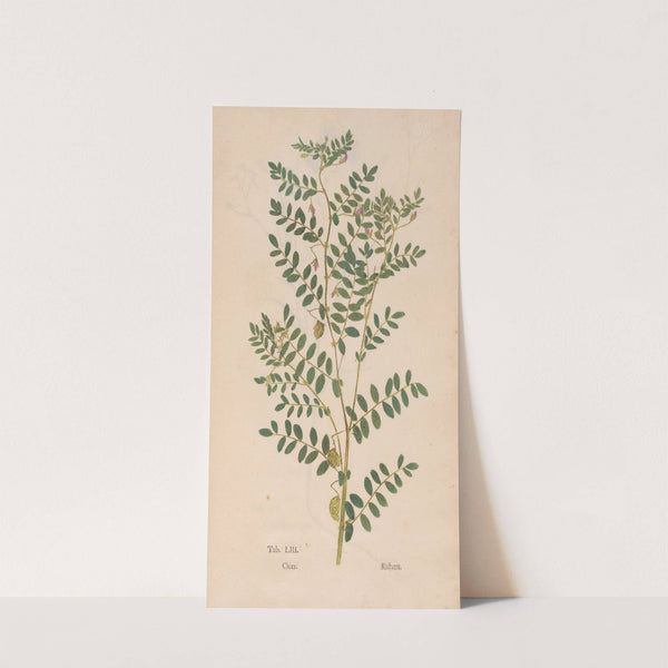 Ectypa vegetabilium Pl.053 (1760-1764) by Christian Gottlieb Ludwig