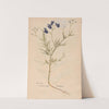 Ectypa vegetabilium Pl.054 (1760-1764) by Christian Gottlieb Ludwig