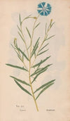 Ectypa vegetabilium Pl.055 (1760-1764)
