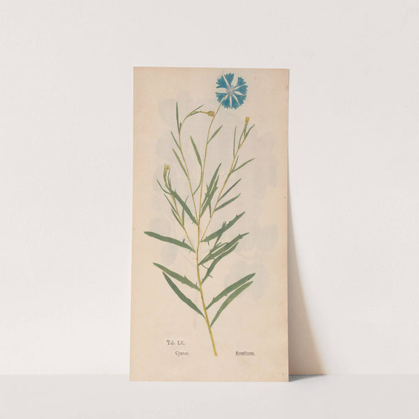 Ectypa vegetabilium Pl.055 (1760-1764) by Christian Gottlieb Ludwig