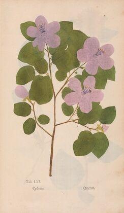 Ectypa vegetabilium Pl.056 (1760-1764)