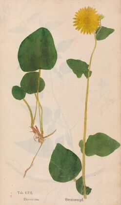 Ectypa vegetabilium Pl.057 (1760-1764)