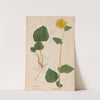 Ectypa vegetabilium Pl.057 (1760-1764) by Christian Gottlieb Ludwig