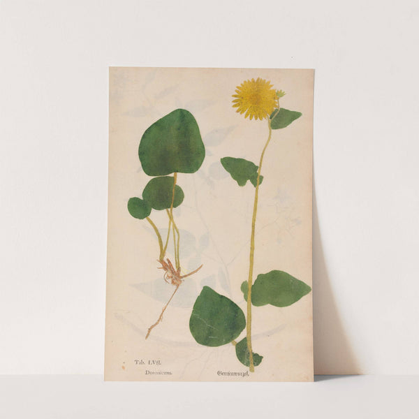 Ectypa vegetabilium Pl.057 (1760-1764) by Christian Gottlieb Ludwig
