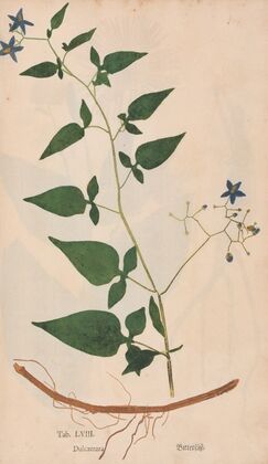 Ectypa vegetabilium Pl.058 (1760-1764)