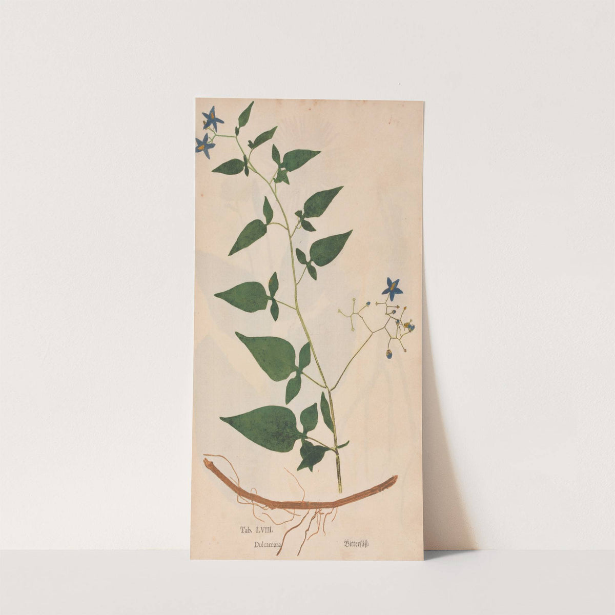 Ectypa vegetabilium Pl.058 (1760-1764) by Christian Gottlieb Ludwig
