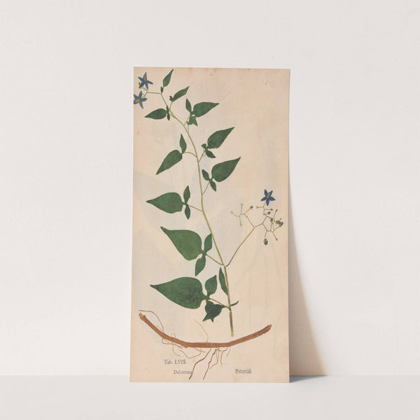 Ectypa vegetabilium Pl.058 (1760-1764) by Christian Gottlieb Ludwig
